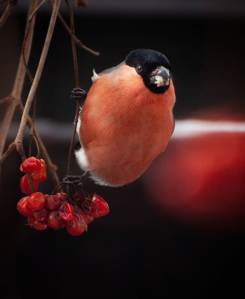 Bullfinch (3)