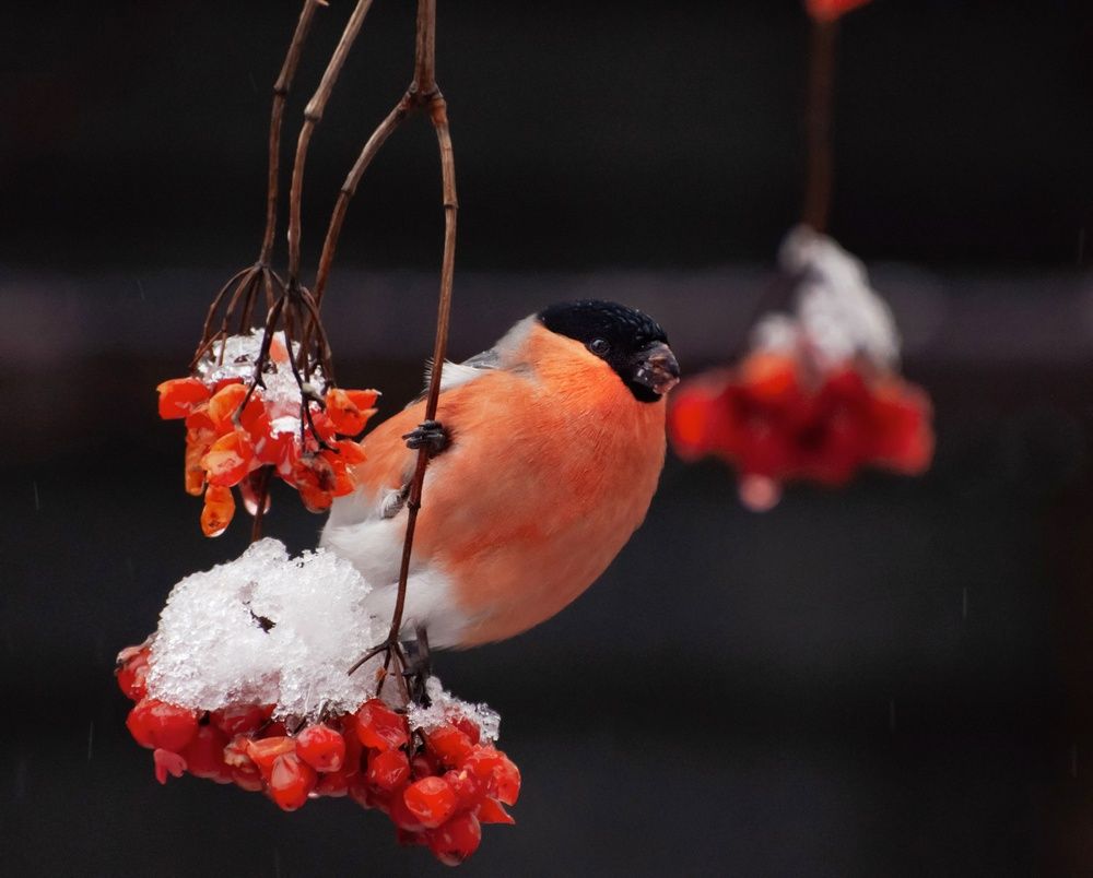 Bullfinch (4)