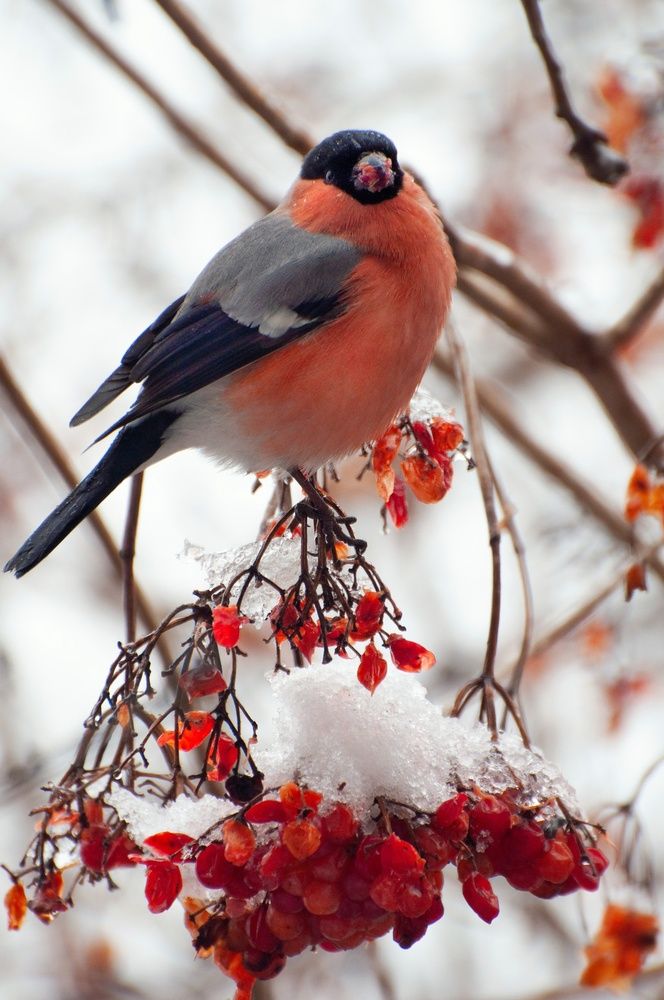 Bullfinch (5)