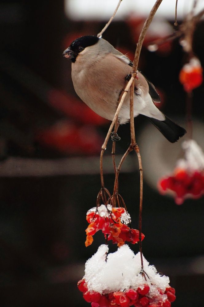 Bullfinch (6)