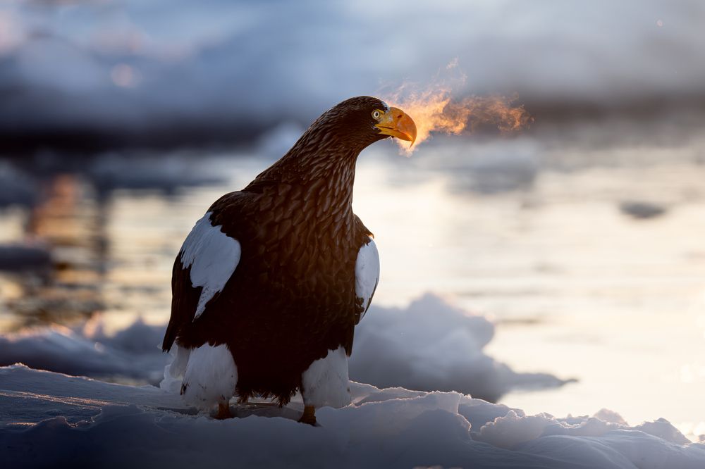 Eagles at Dawn (2)