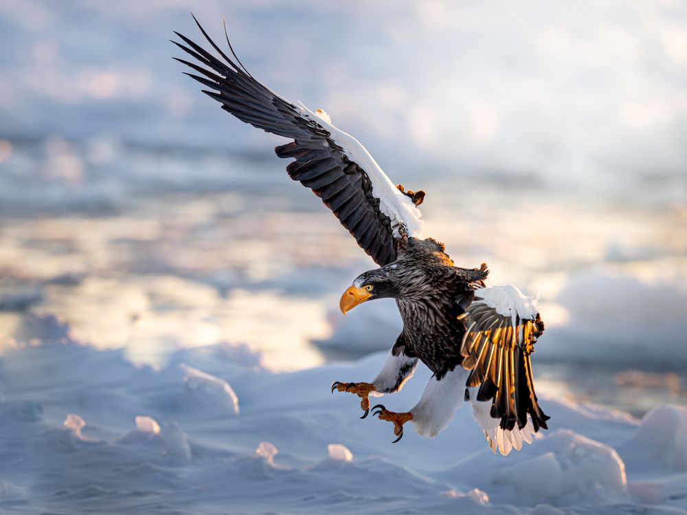 Eagles at Dawn (7)