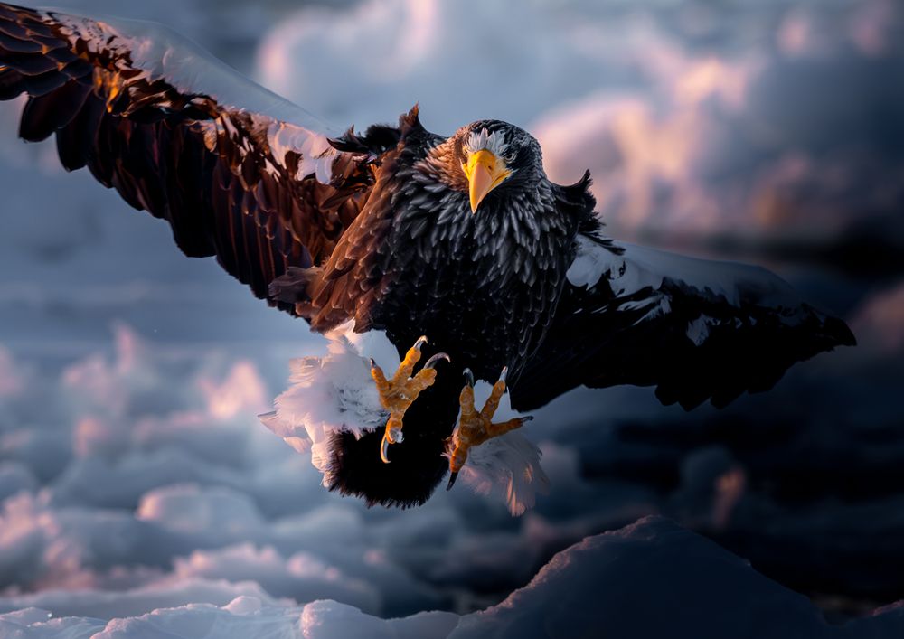 Eagles at Dawn (4)