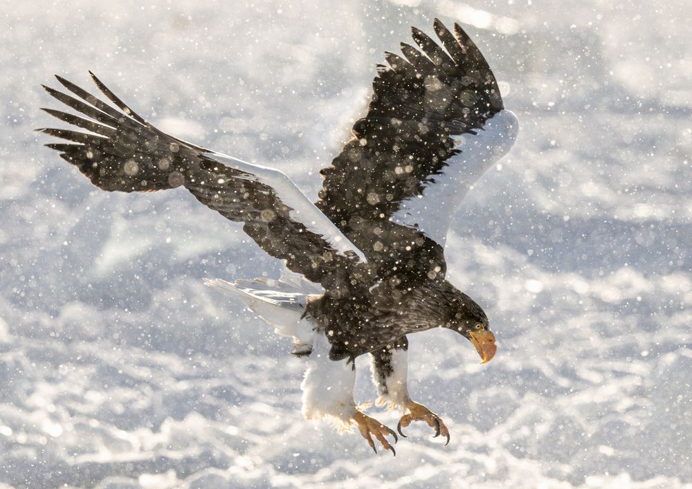 Eagles at Dawn (8)