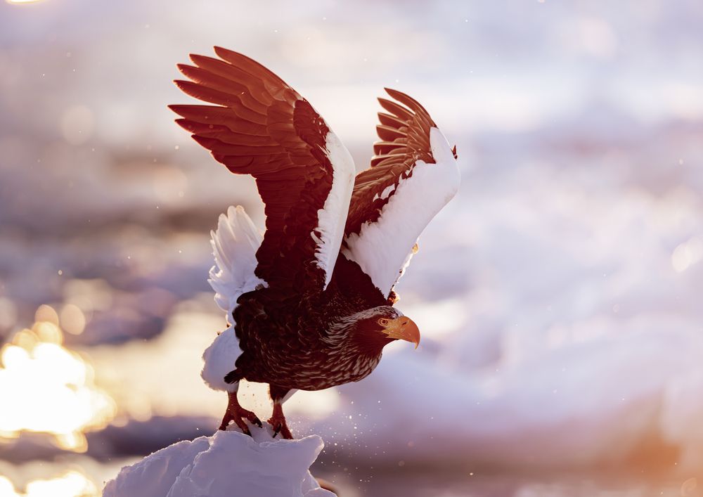 Eagles at Dawn (3)