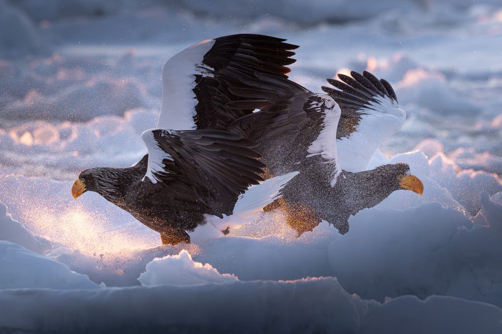 Eagles at Dawn (5)