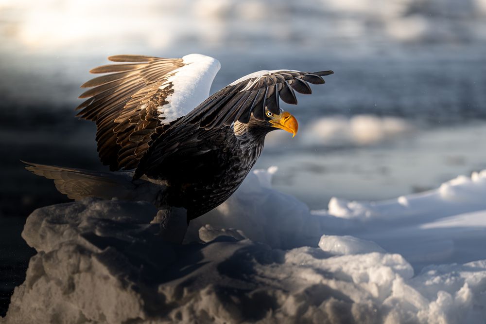 Eagles at Dawn (9)