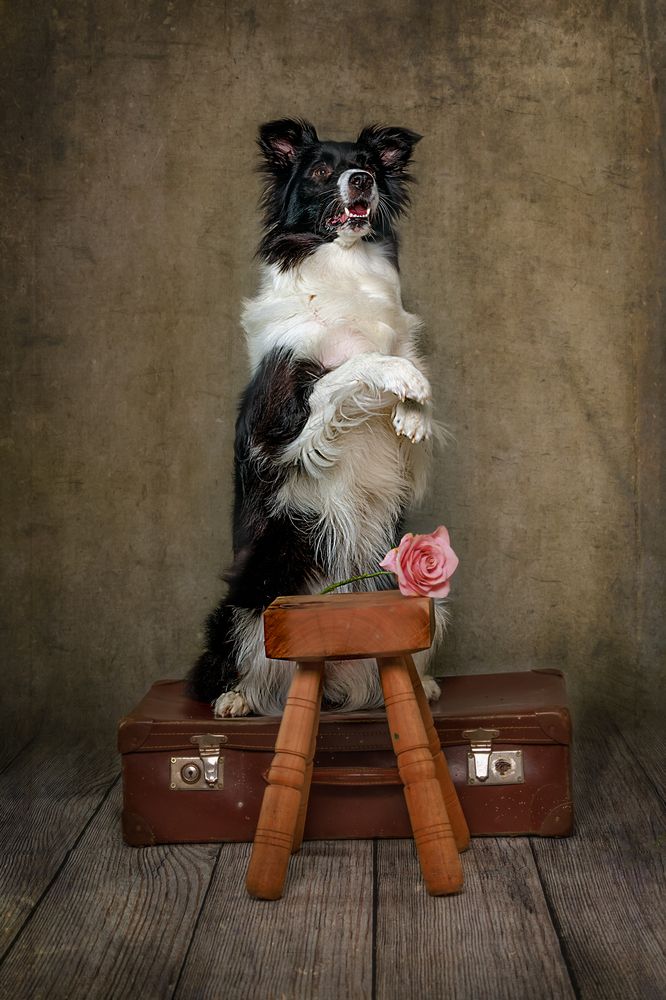 yucca, the search dog (4)