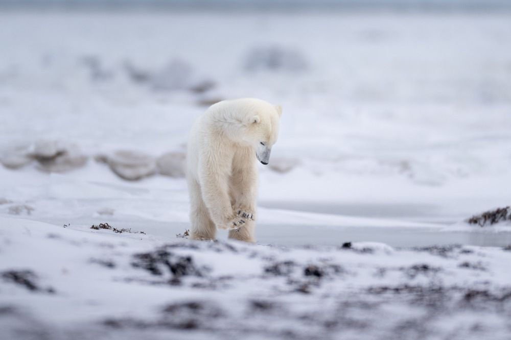 SEAWEED BEAR (2)