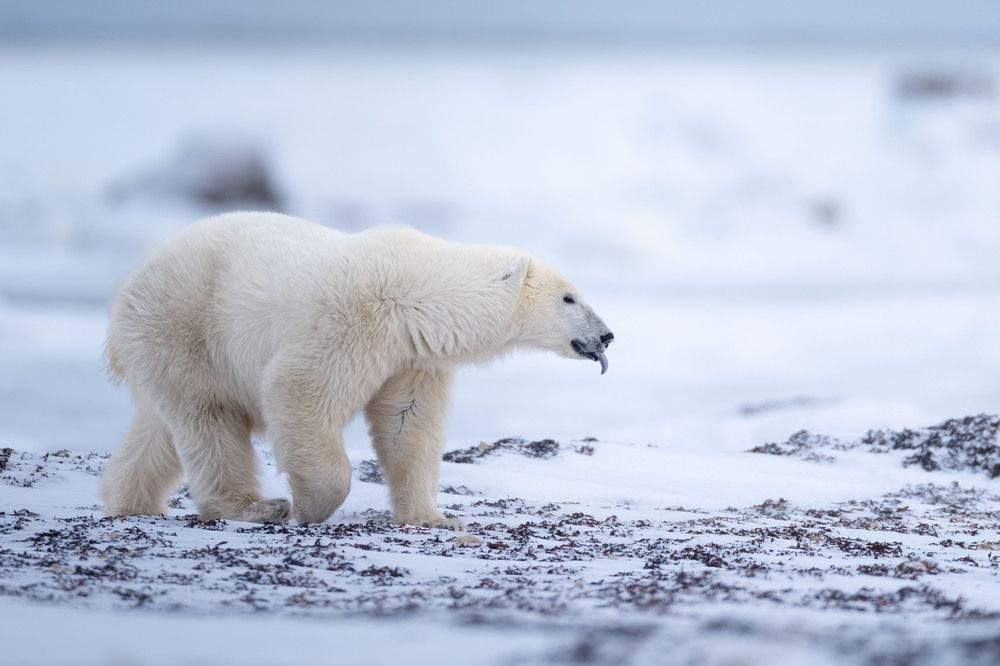SEAWEED BEAR (3)