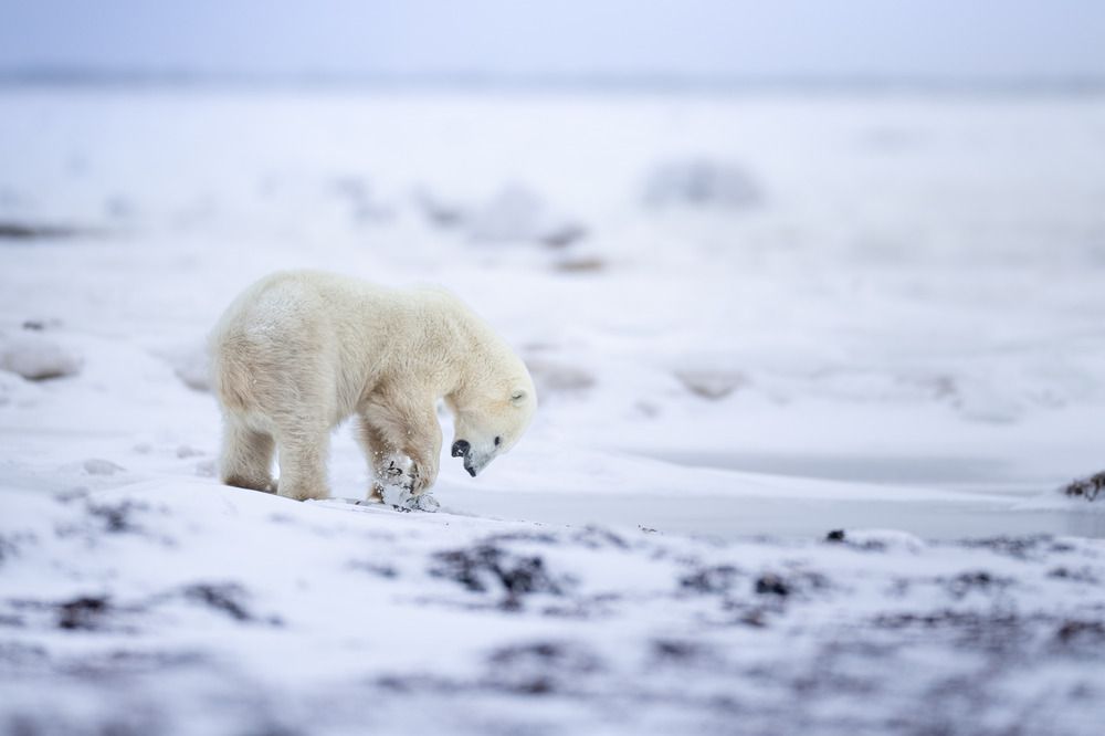SEAWEED BEAR (4)