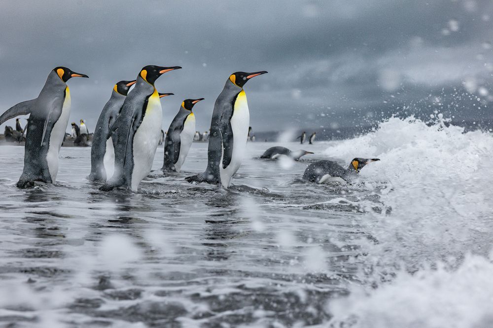 South Georgian Penguins (3)