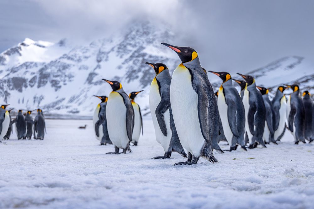 South Georgian Penguins (4)