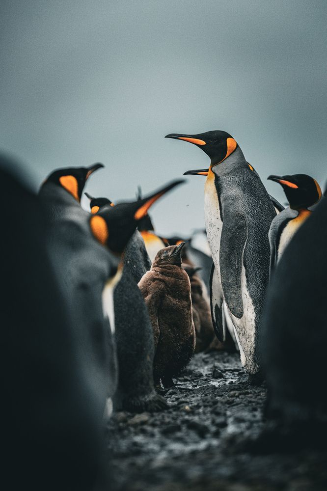 South Georgian Penguins (5)