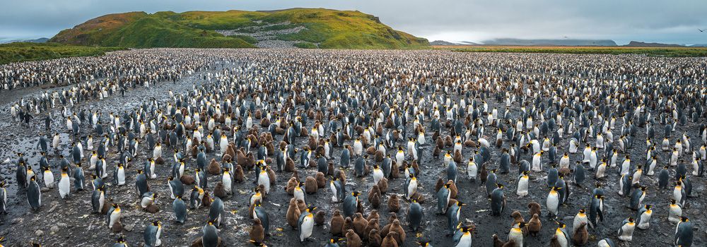 South Georgian Penguins (6)