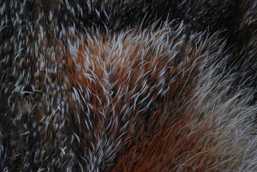 Moth wing (2)