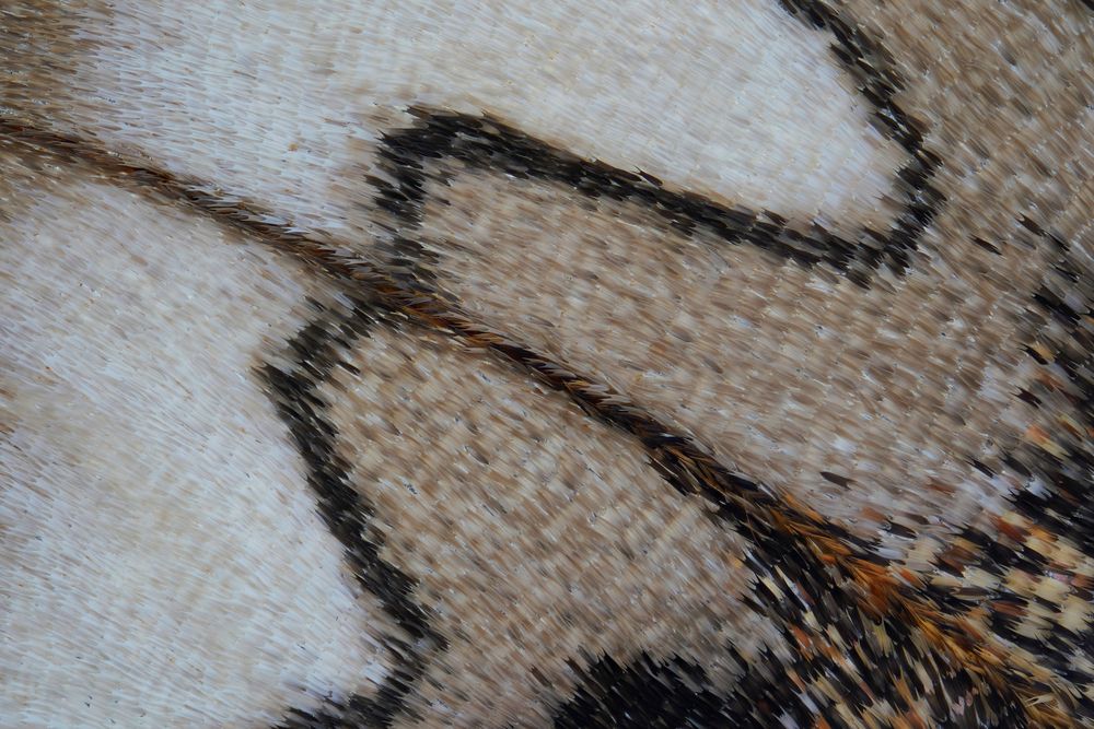 Moth wing (3)