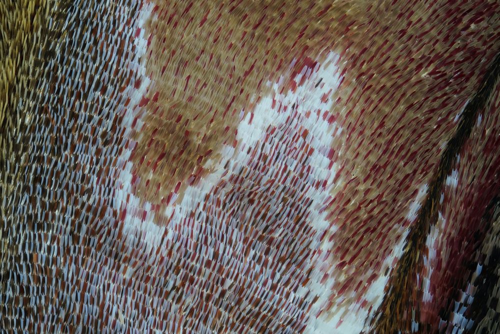 Moth wing (4)