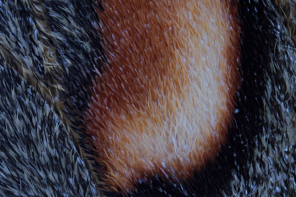 Moth wing (5)