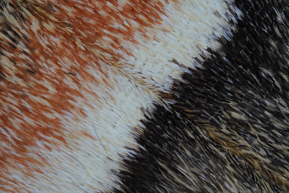 Moth wing (6)