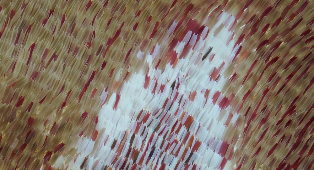 Moth wing (7)