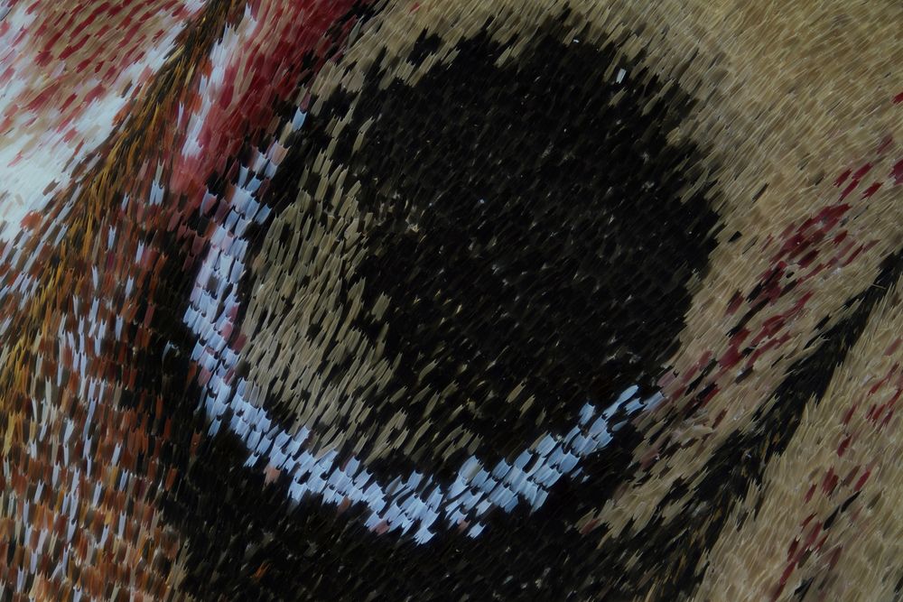 Moth wing (8)