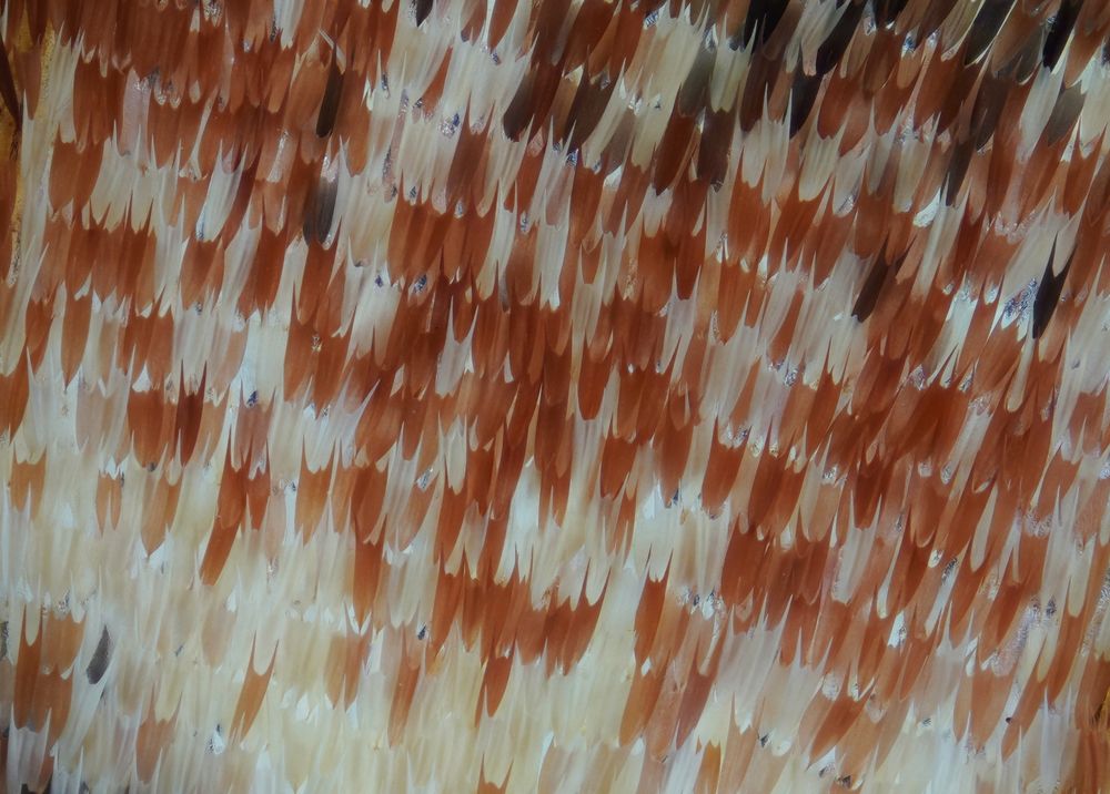 Moth wing (9)