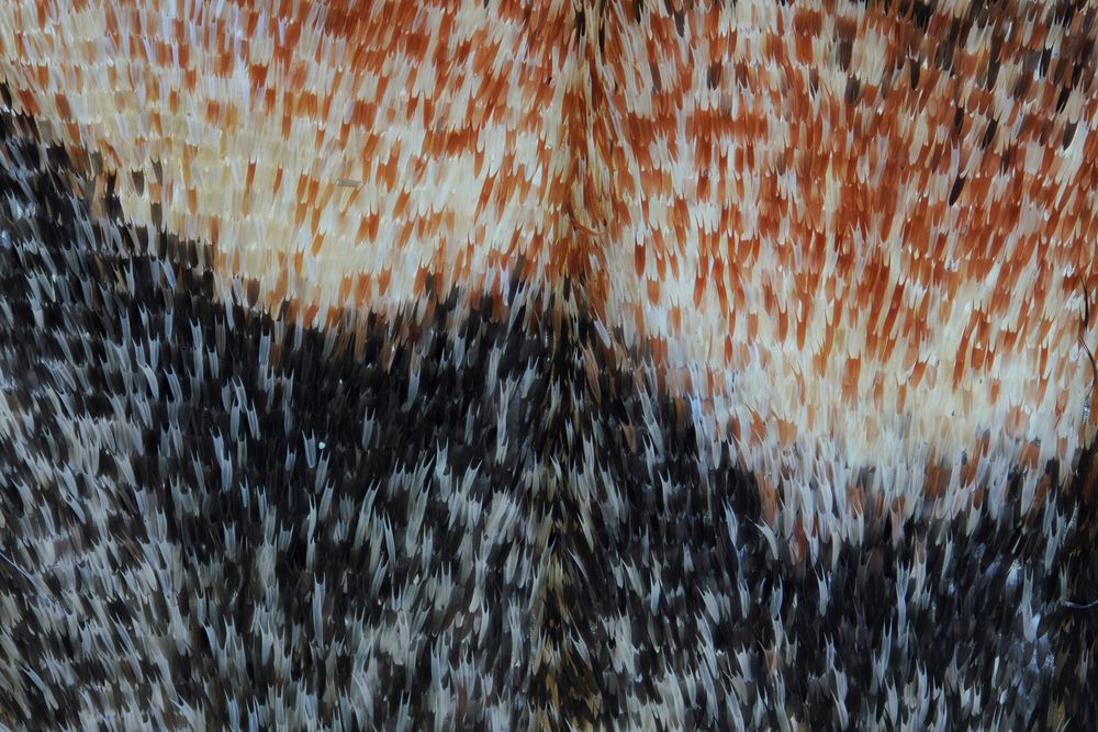 Moth wing (10)