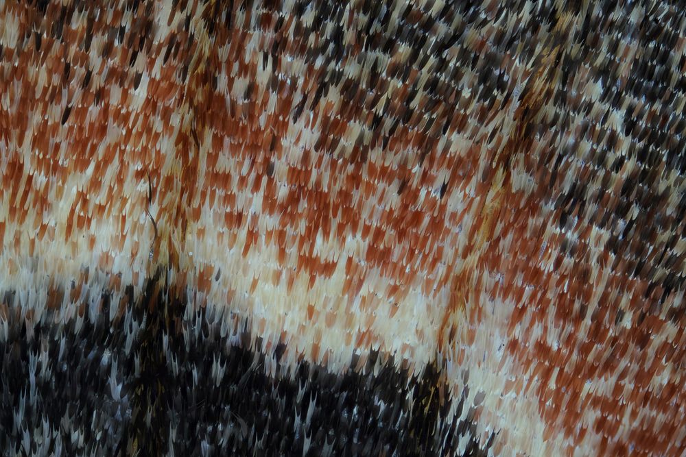 Moth wing (11)