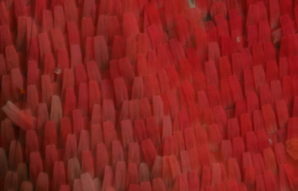 Butterfly wing (2)