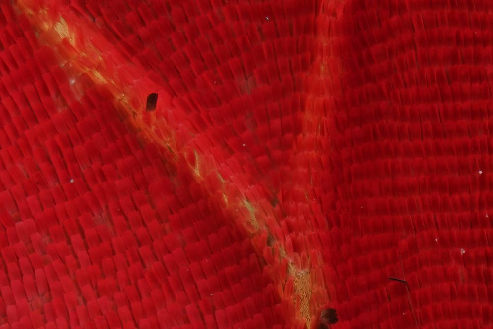 Butterfly wing (3)