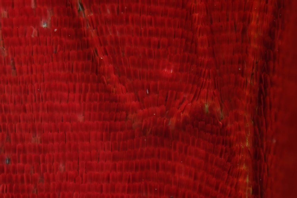 Butterfly wing (4)