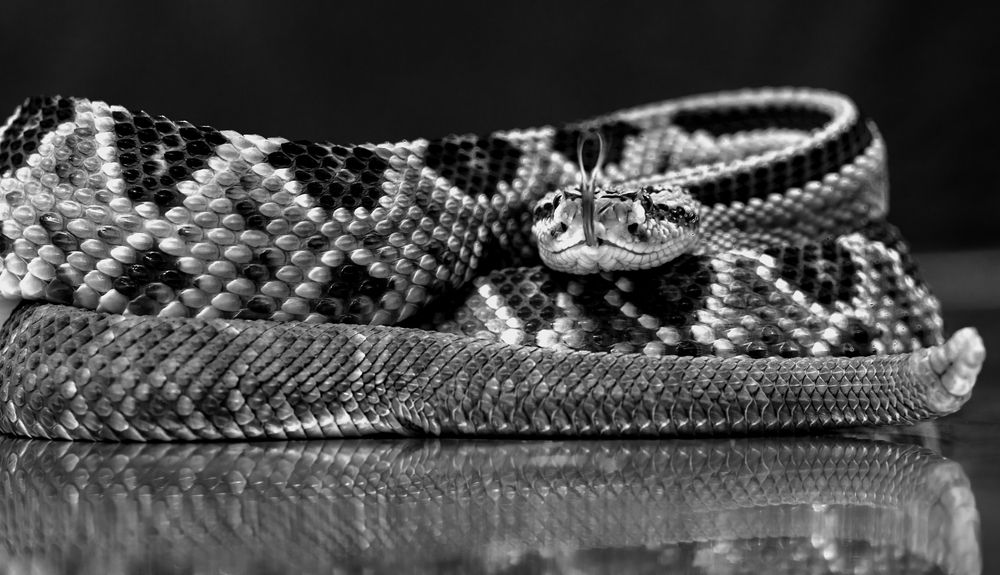 viboras (2)