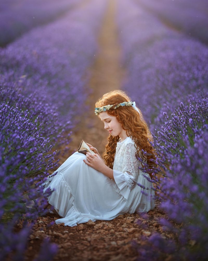 Lavender fields (2)