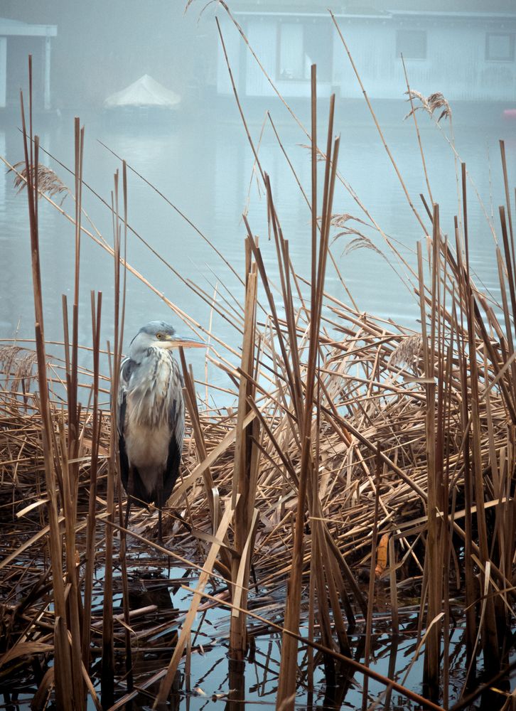 Foggy Amstel river. Heron (6)