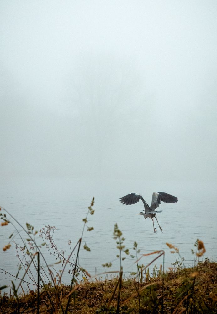 Foggy Amstel river. Heron (7)