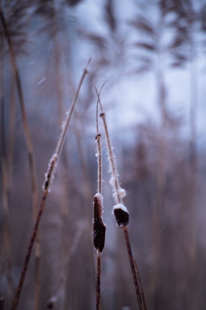 Photo #11894738 (4)