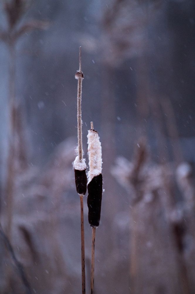 Photo #11894738 (5)