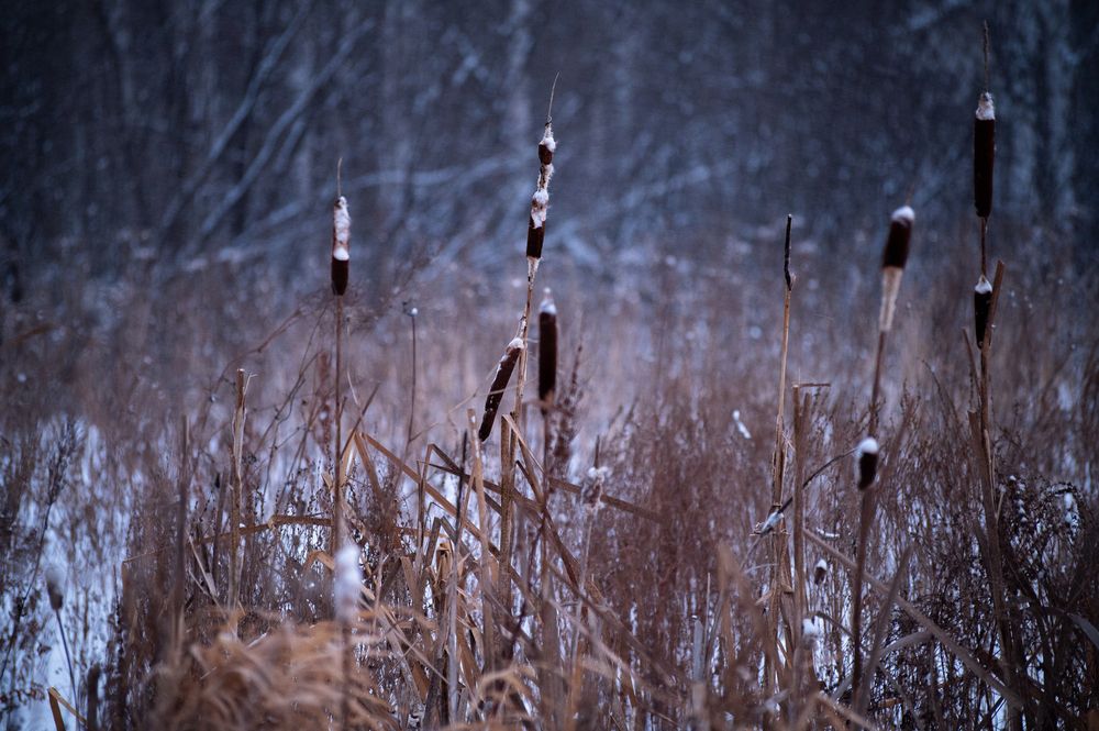 Photo #11894738 (6)