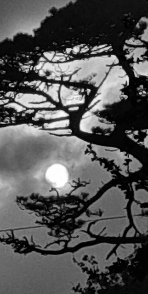 Trees (3)