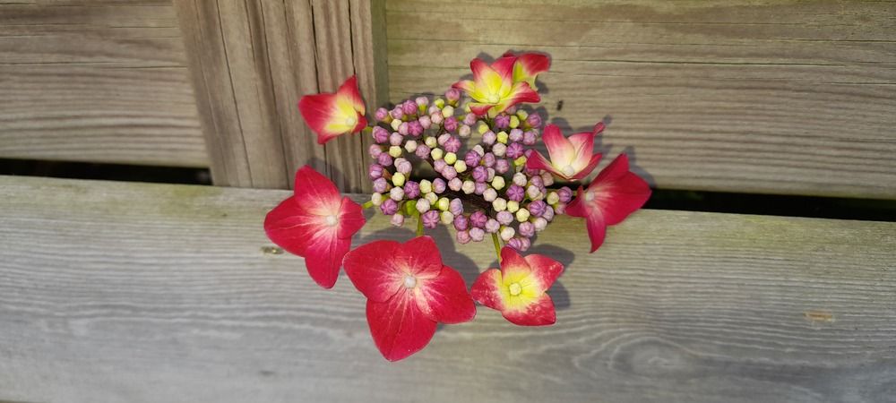 Still life (3)
