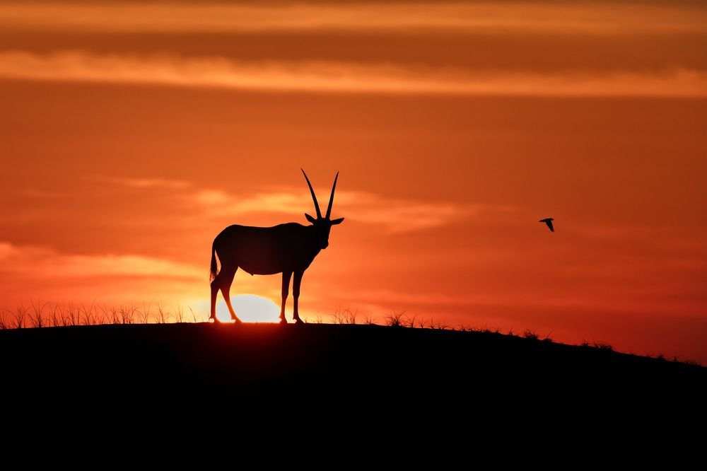 From extinction to resilience (3)