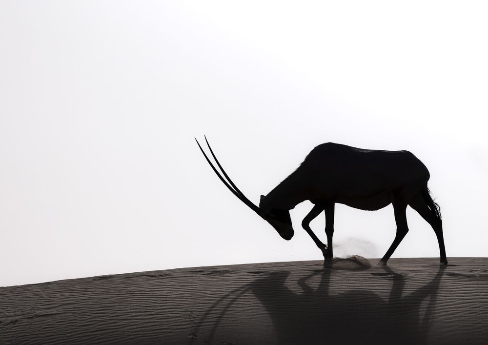 From extinction to resilience (4)