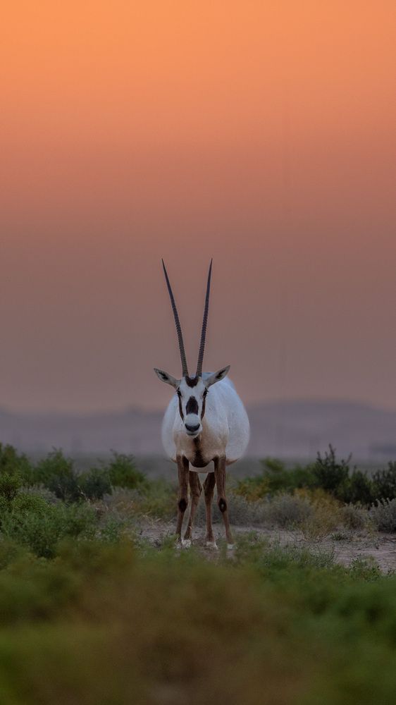 From extinction to resilience (5)