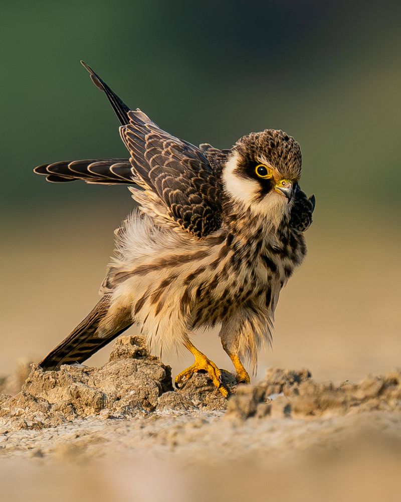 Preening Sequence of A Hobby (2)