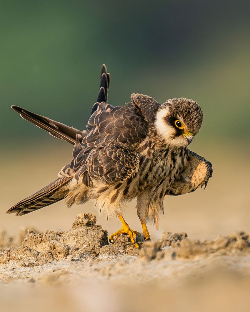 Preening Sequence of A Hobby (3)