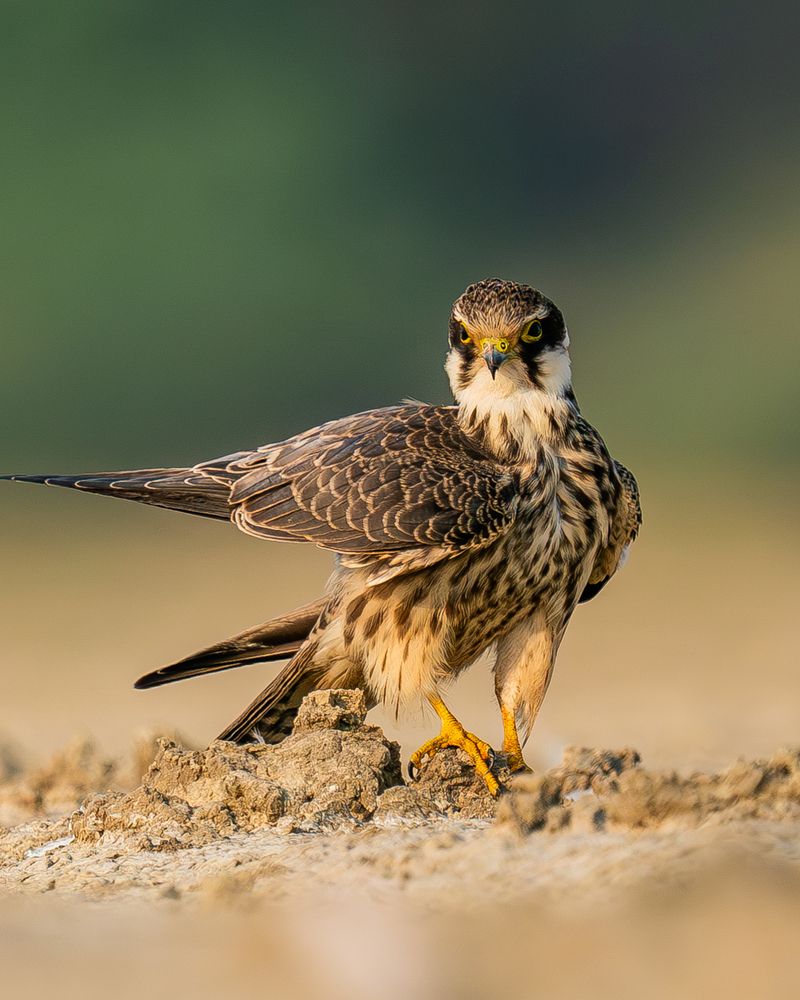 Preening Sequence of A Hobby (4)