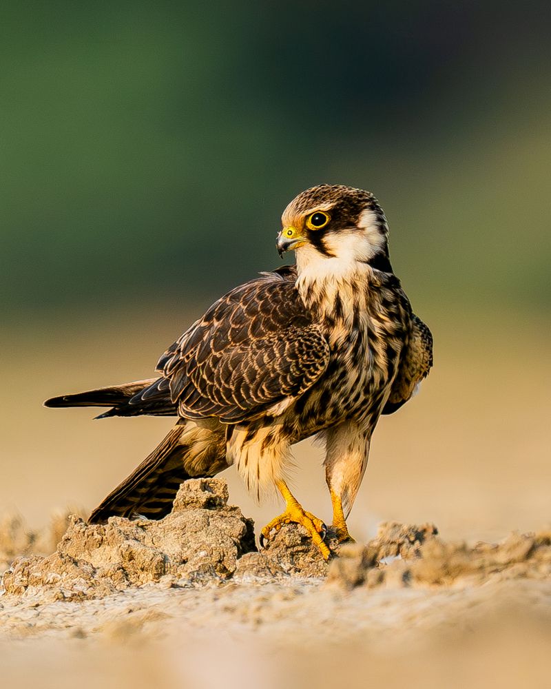 Preening Sequence of A Hobby (5)