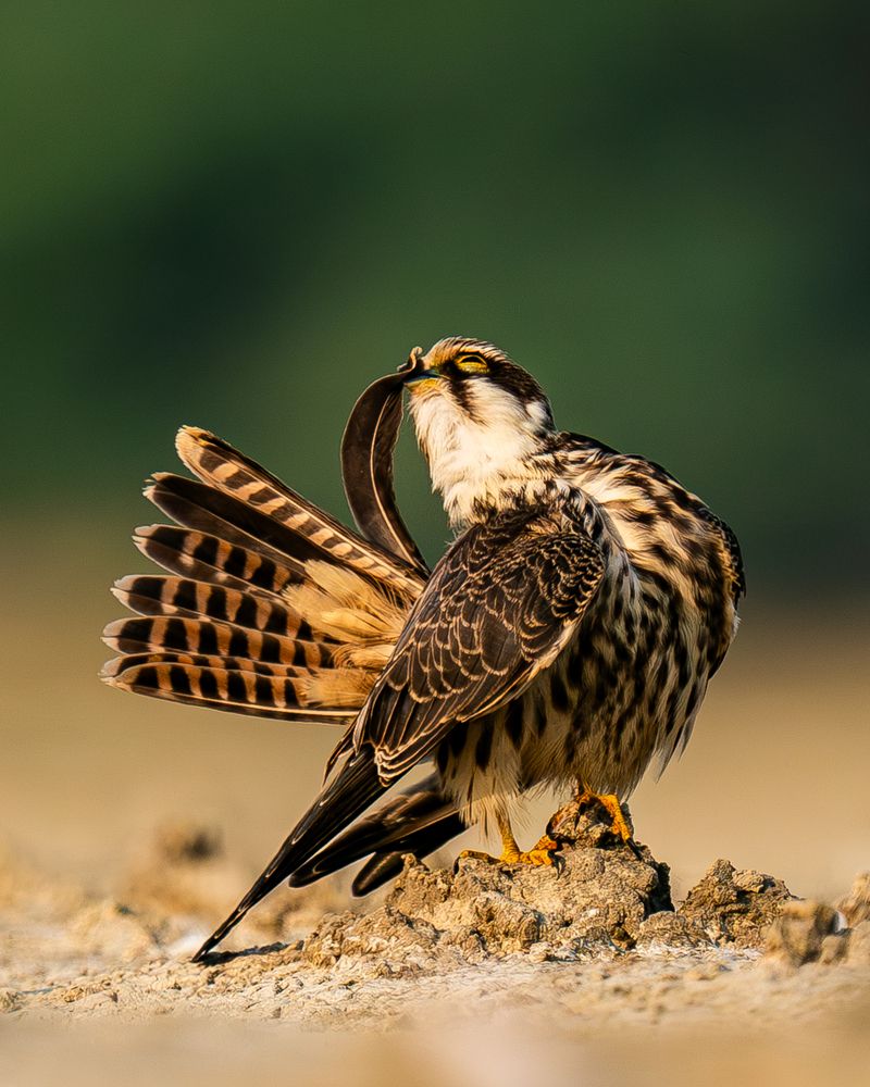 Preening Sequence of A Hobby (6)