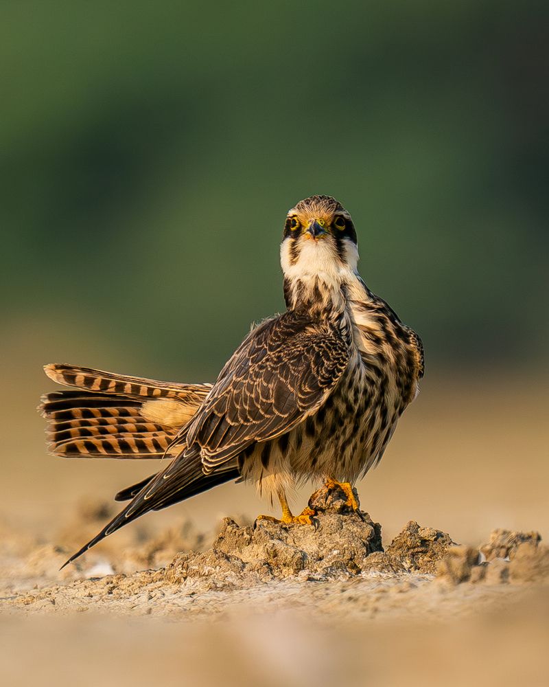 Preening Sequence of A Hobby (7)